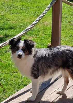 Topaz primera perla preciosa of lovely and liberty cottage