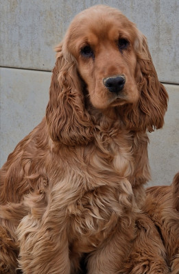 Étalon Cocker Spaniel Anglais - Apocalypse de la vallée de l'empereur