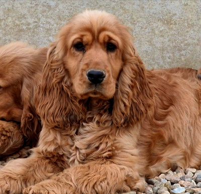 Étalon Cocker Spaniel Anglais - Automne de la vallée de l'empereur
