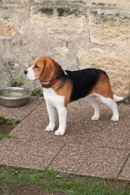 Étalon Beagle - Amour My Amor Du Domaine Des Pattes Dorées