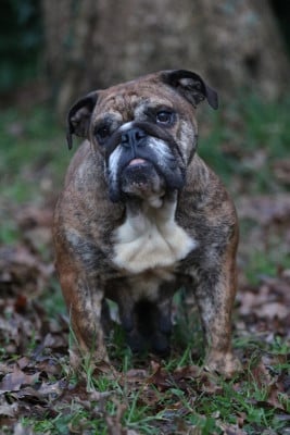 Étalon Bulldog Anglais - Teepli des Terres du Sirius