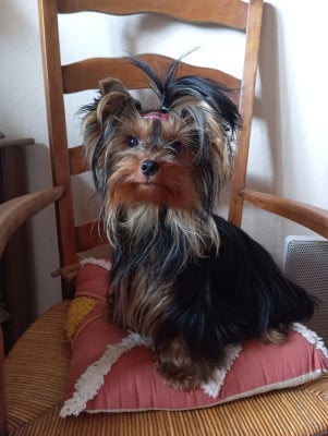 ULKA du clos d'Astepha