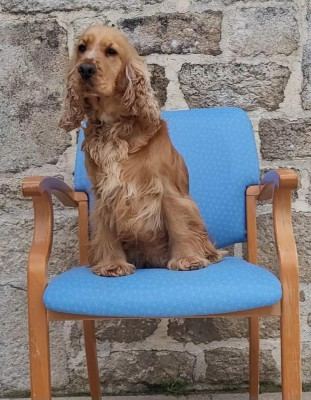 Étalon Cocker Spaniel Anglais - Violette Du Clos De L'Ecotay