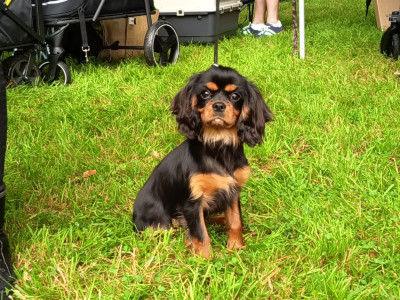 Étalon Cavalier King Charles Spaniel - APHRODYTE L'Elevage De Joi
