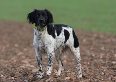 Étalon Epagneul Breton - TAÏGA Titre Initial