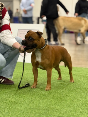 Étalon Staffordshire Bull Terrier - Staffordiamond's Staffordiamond s Velvet Queen