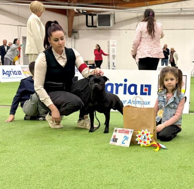 Étalon Staffordshire Bull Terrier - Staffordiamond's Viper Queen