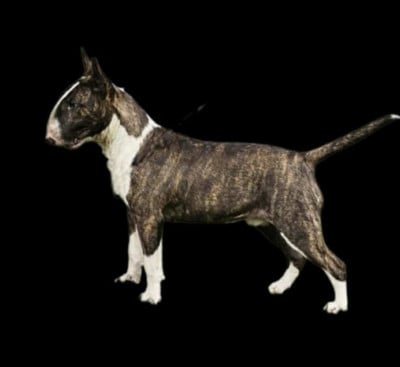 Étalon Bull Terrier - urukonda Musafa