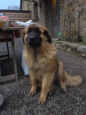 Étalon Leonberger - ADES Leon De La Cité D'Or