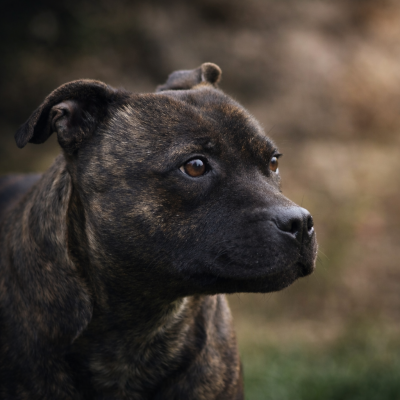Étalon Staffordshire Bull Terrier - Tarembulle dite Tamayo Du P’tit Paradis D’Oryon