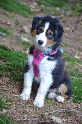 Étalon Berger Américain Miniature - Tropical florida In Parigi