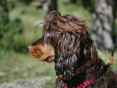 Étalon Cocker Spaniel Anglais - Victory Domaine De La Jolie Bulle