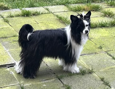 Étalon Chien chinois à crête - Zero Tolerance Xpect The Unxpected