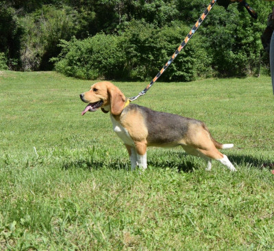 Étalon Beagle - Vaïana Bcbg Belle Carrure Belle Gueule