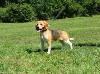 Étalon Beagle - Valkyrie Bcbg Belle Carrure Belle Gueule