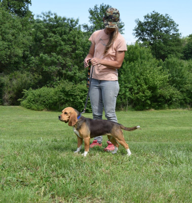 Étalon Beagle - Venatrix Bcbg Belle Carrure Belle Gueule