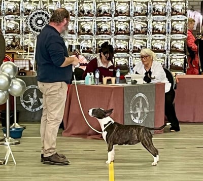 Étalon Bull Terrier - Bull's Den Alita Battle Angel