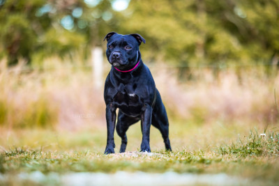 Étalon Staffordshire Bull Terrier - Sacha Des guerrier pacifiques