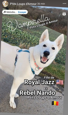 Étalon Berger Blanc Suisse - Vampirella P'tits Loups d'Amour