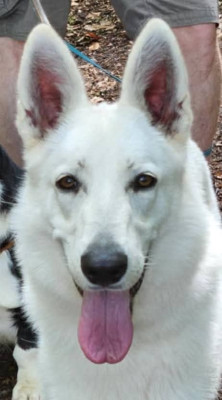 Étalon Berger Blanc Suisse - Waouh Encore une Kapryss P'tits Loups d'Amour