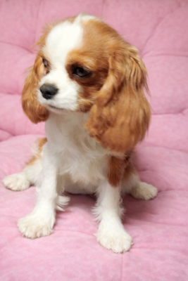 Étalon Cavalier King Charles Spaniel - Am Stram Gram Du clos kemorick