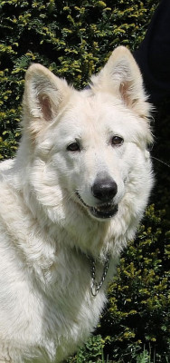 Étalon Berger Blanc Suisse - Rosa (Sans Affixe)