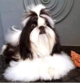 Étalon Shih Tzu - Ovation to success o dessa joy Kagyu-ling