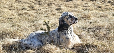 Étalon Setter Anglais - URGO du mas des Vernets