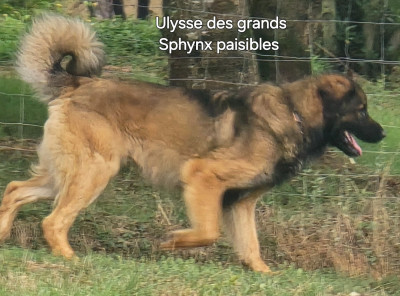 Étalon Leonberger - ULYSSE DES Grands sphynx paisibles