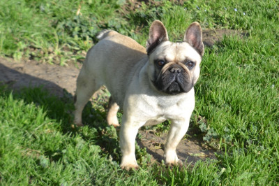 Étalon Bouledogue français - valentina De La Cour De Mimali