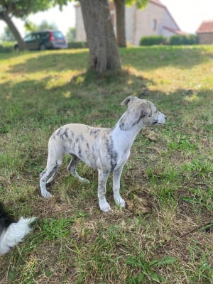 VICTORINE du domaine des Chojnacki