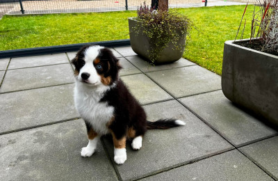 Étalon Berger Américain Miniature - ENZO MANO AZARTAS