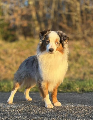 Vers-infini-et-audela-buzz des Romarins de Mayerling