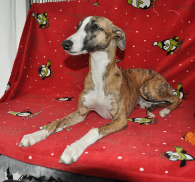 Étalon Whippet - AIME du domaine des Chojnacki