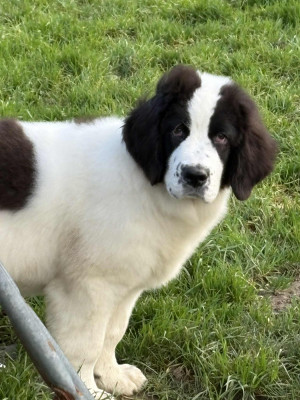 Étalon Landseer type continental europeen - Aube Du Domaine Du Boutlande