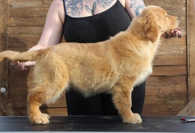 Étalon Golden Retriever - Prestige Line A burning flame