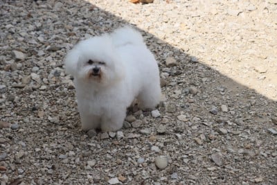 Étalon Bichon Frise - VAYA de la grande equinoxe