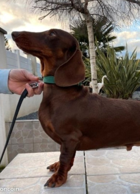 Étalon Teckel poil ras - Indicator schastya II IZ strani grey (Sans Affixe)