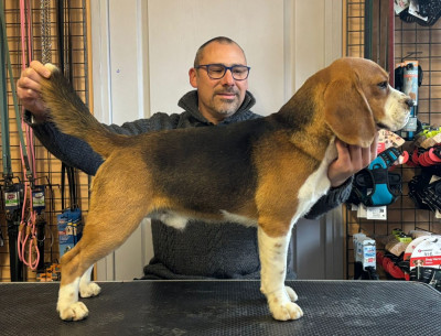 Étalon Beagle - CH. Topuria de la Ciudad Encantada
