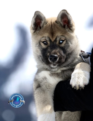 Étalon Siberian Husky - Aslan The King Of Umok's Dreams