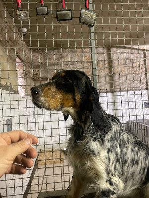 Étalon Setter Anglais - Upsie des terres d'Hudson