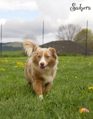 Étalon Berger Américain Miniature - Sakura du Domaine de Primella