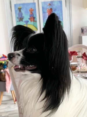 Étalon Epagneul nain Continental (Papillon) - Vadim Esprit du lion d or De L'Esprit Du Lion D'or