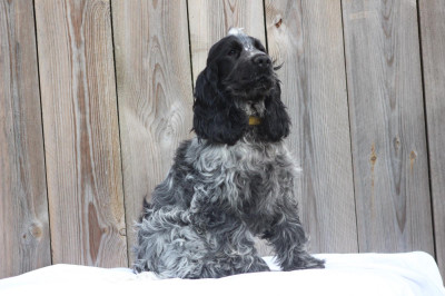 Étalon Cocker Spaniel Anglais - Absolut Britney Des Terres De Beaulieu