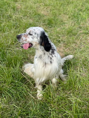 Étalon Setter Anglais - Tito des terres d'Hudson
