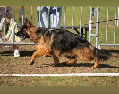 Étalon Berger Allemand - Valienta Casa De Nall