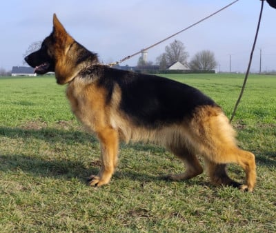 Étalon Berger Allemand - Valencia Casa De Nall