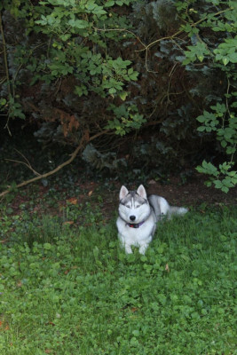 Étalon Siberian Husky - Hera Titre Initial