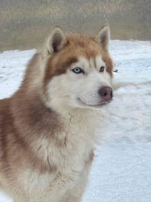 Étalon Siberian Husky - happyheart bear Esi going