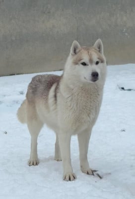 Étalon Siberian Husky - Uapishkuss des Jardins d Epona